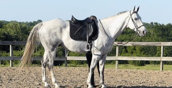 "Java" Grey Gelding Quarter Horse