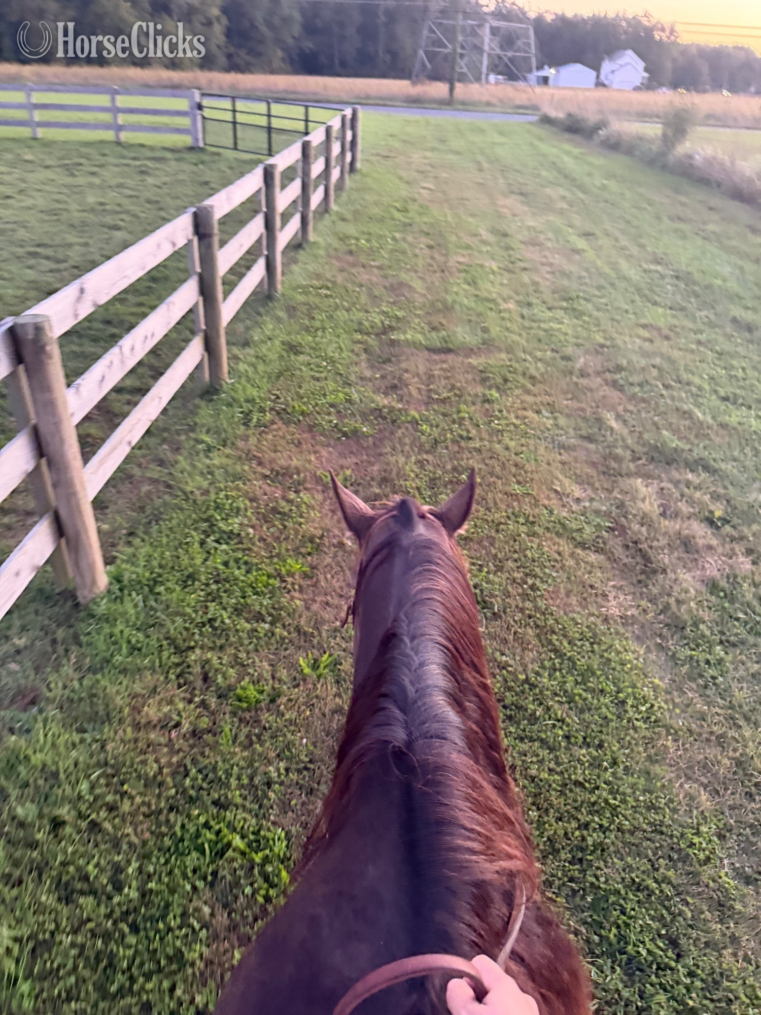 "Zippin on my Hotrod "Louie"" Grullo Gelding Paint - Paint