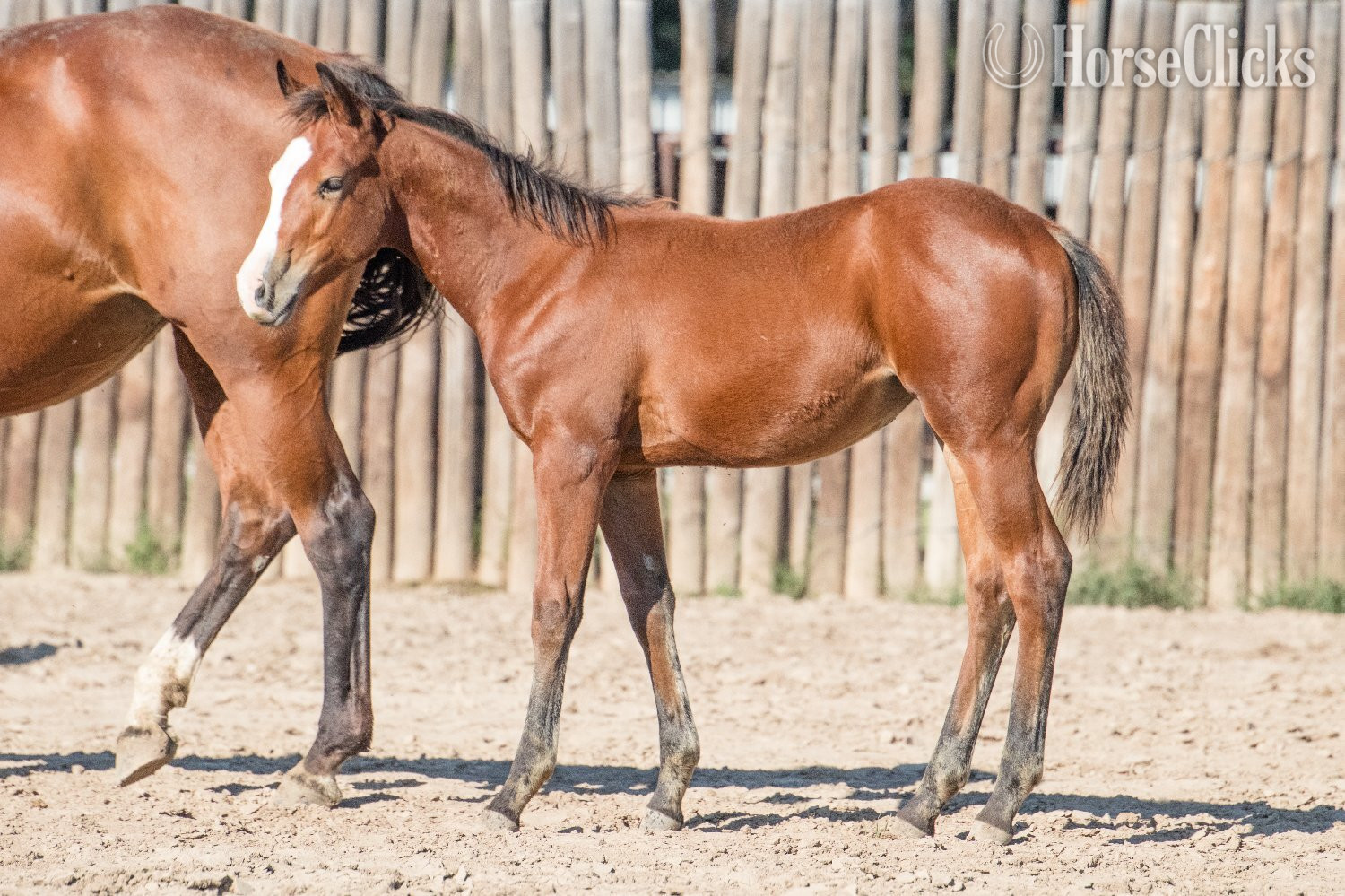 "All The Sweet Bucks" Bay Filly Quarter Horse