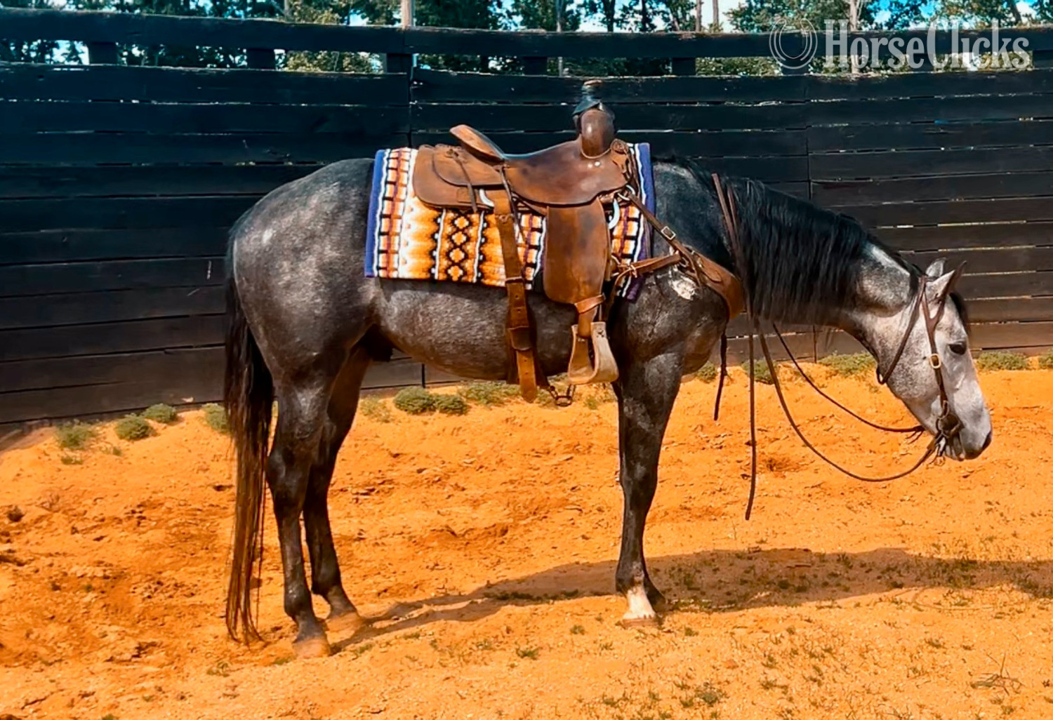 North Carolina Grey 15.1hh Quarter Horse Stallion