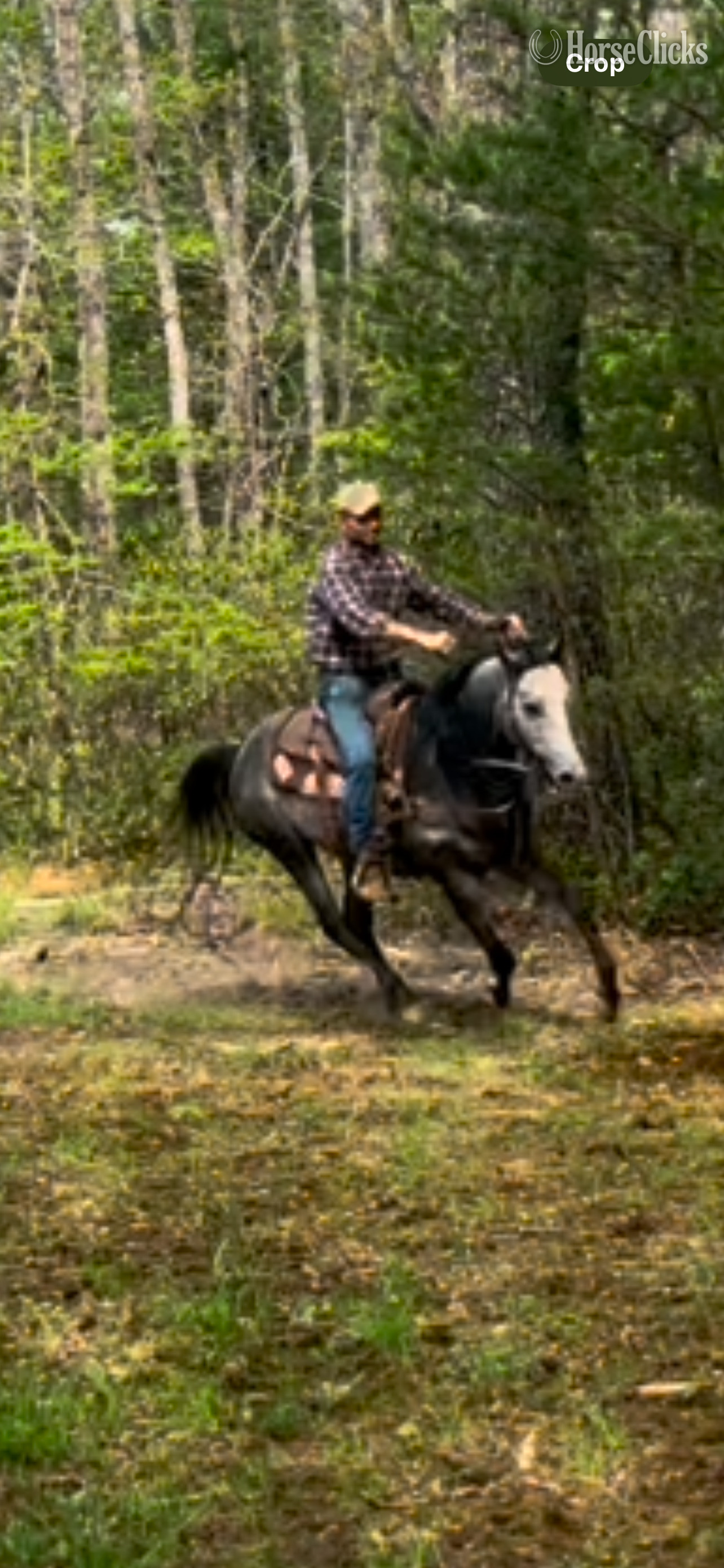 Grey 15.1hh Quarter Horse Stallion