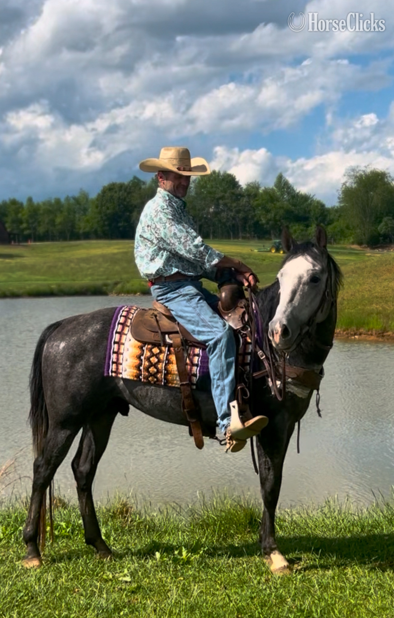 Grey 15.1hh Quarter Horse Stallion - Quarter Horse in North Carolina