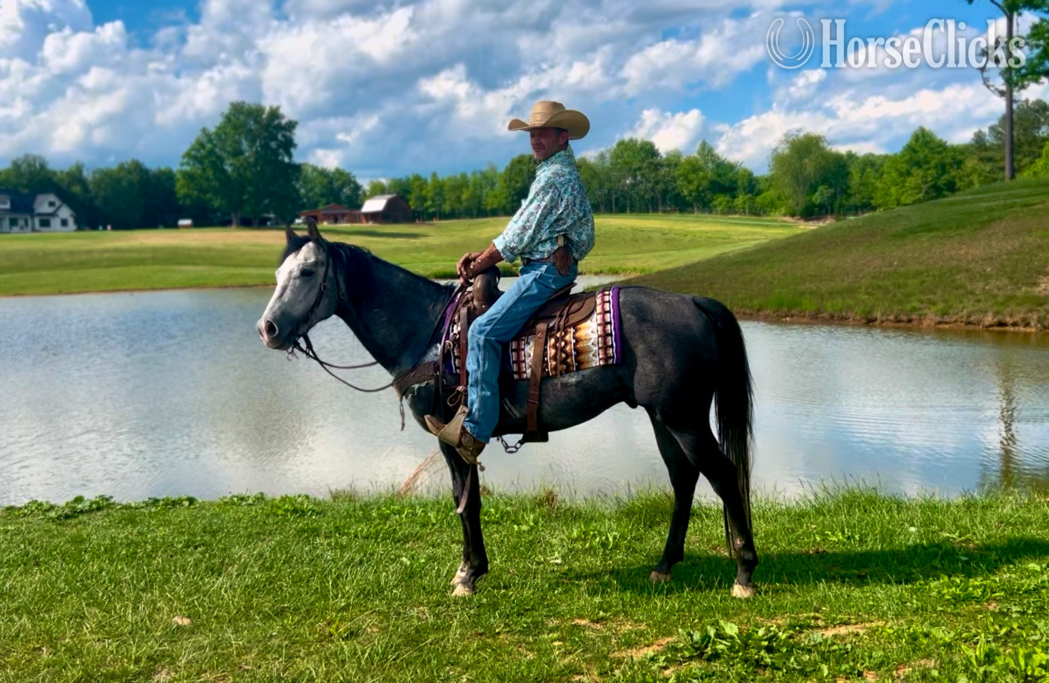 Grey 15.1hh Quarter Horse Stallion in North Carolina