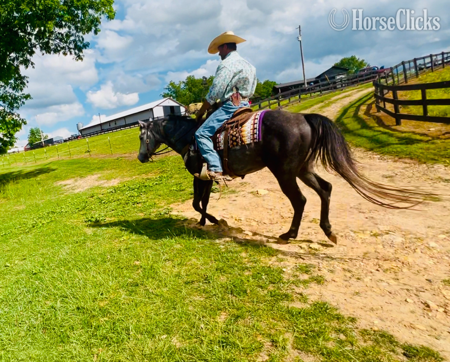 Grey 15.1hh Quarter Horse Stallion - Quarter Horse