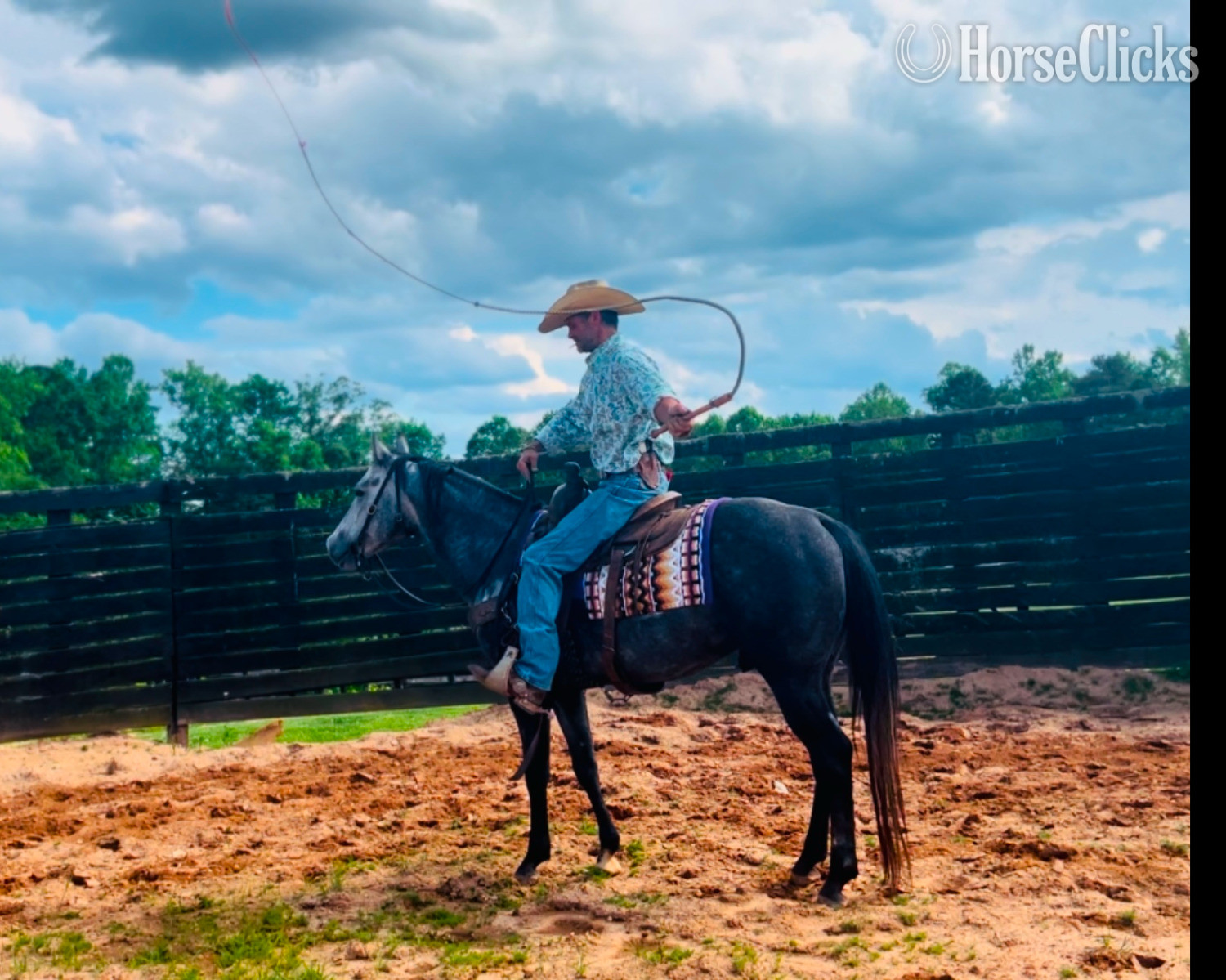 Grey 15.1hh Quarter Horse Stallion North Carolina