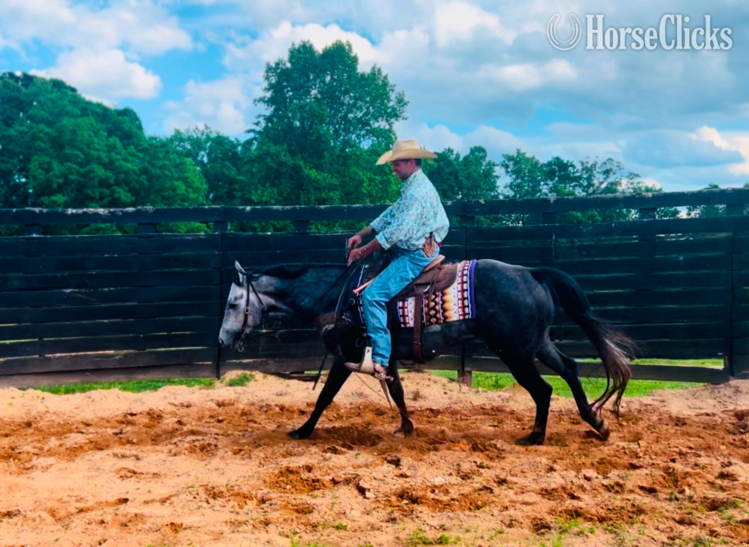 Quarter Horse - Grey 15.1hh Quarter Horse Stallion in North Carolina