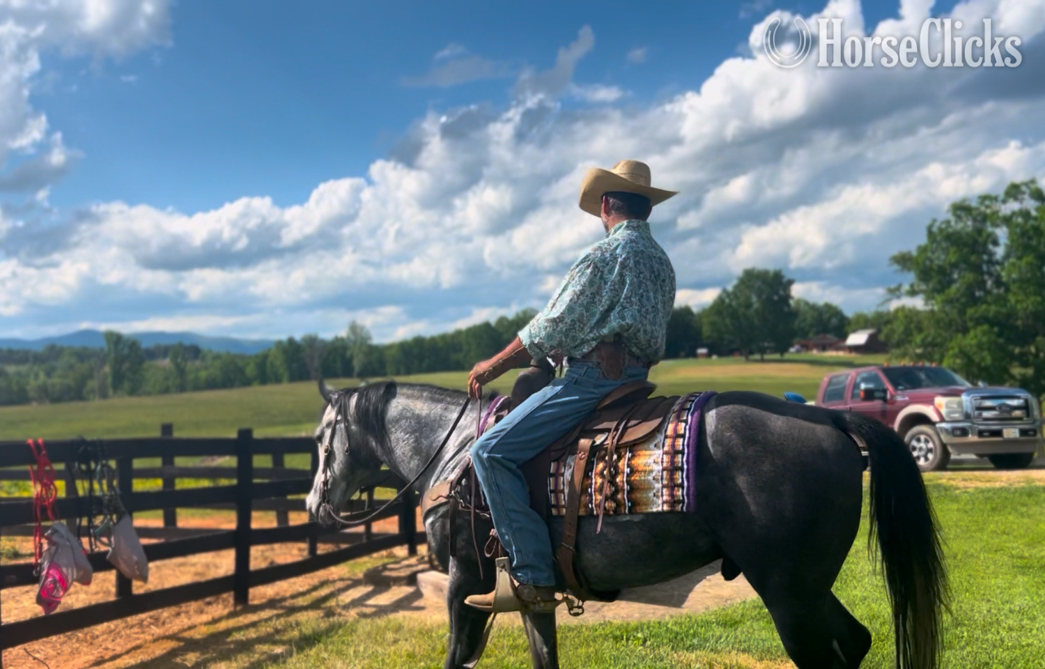 Quarter Horse - Grey 15.1hh Quarter Horse Stallion