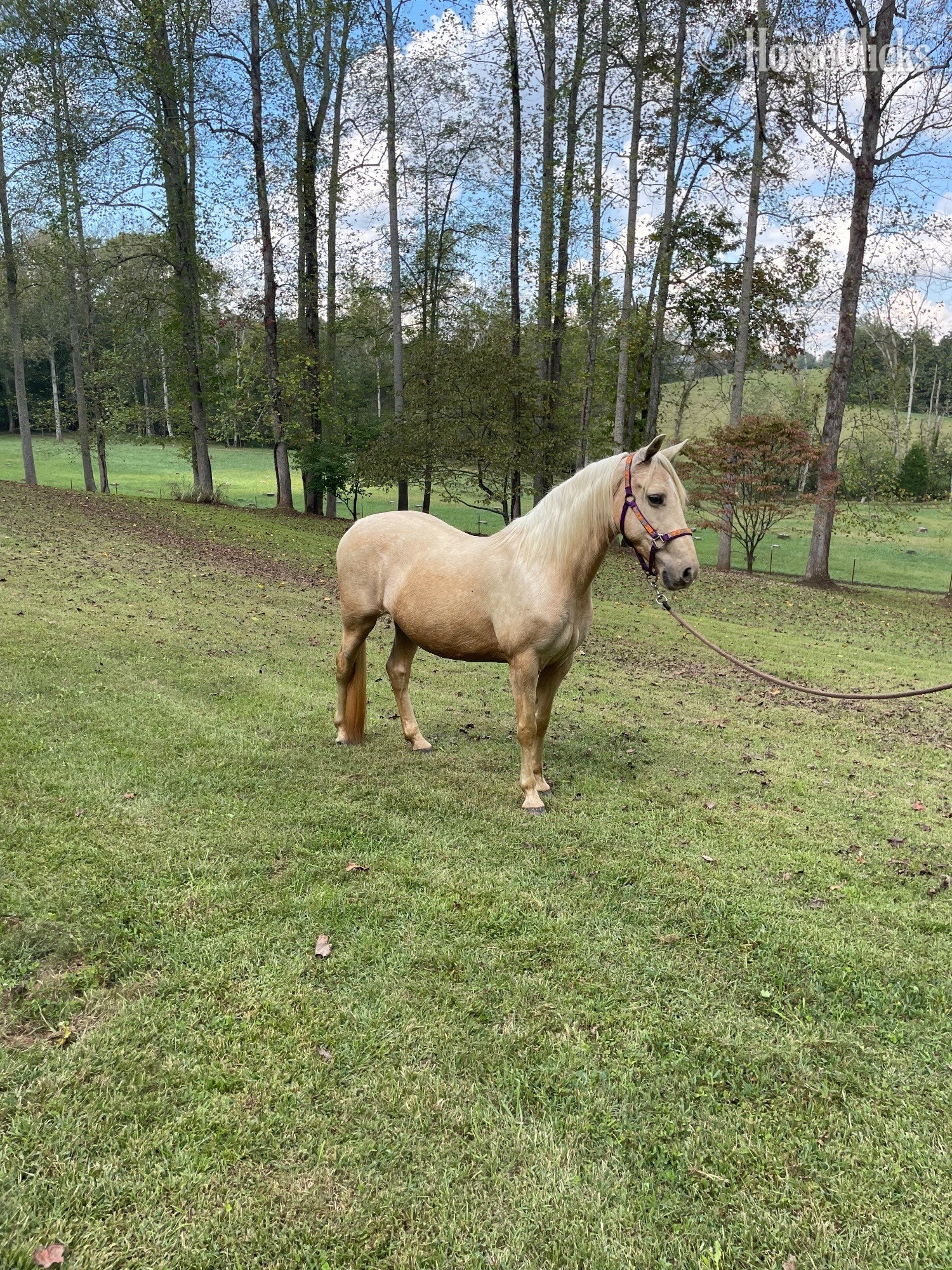 "Hannah" Palomino Mare Kentucky Mountain in Tennessee