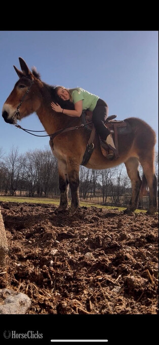 "Diamond"  Mare Mule