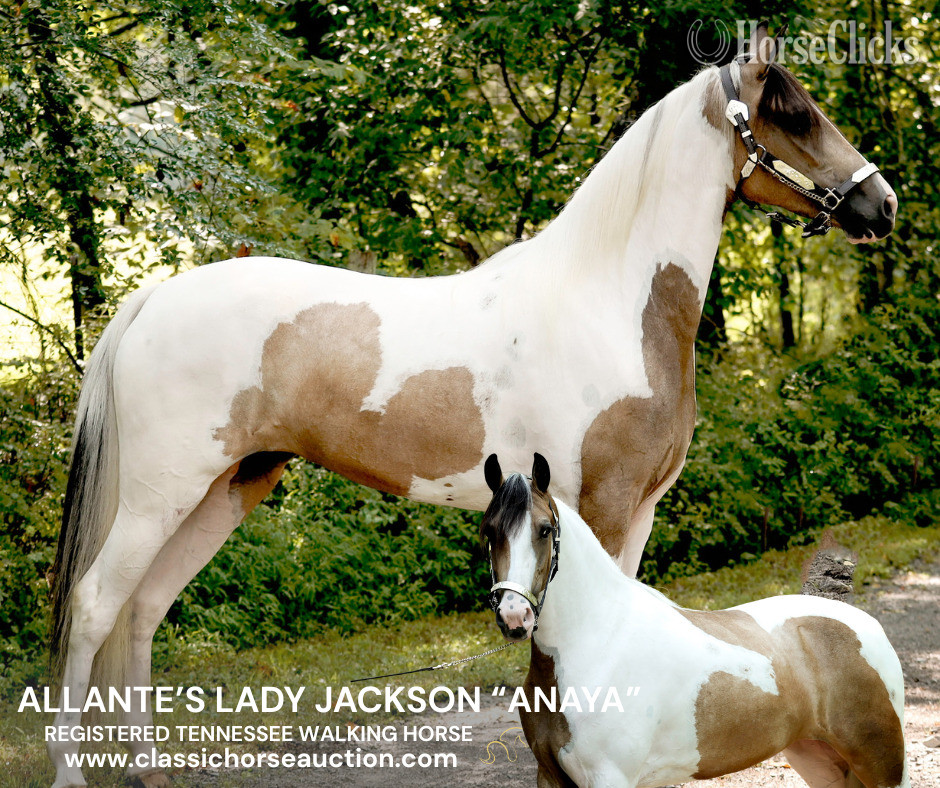 "ANAYA" Buckskin Mare Tennessee Walker in Tennessee