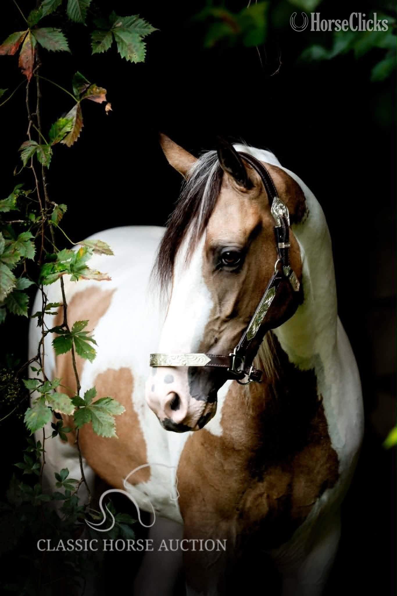 Tennessee "ANAYA" Buckskin Mare Tennessee Walker