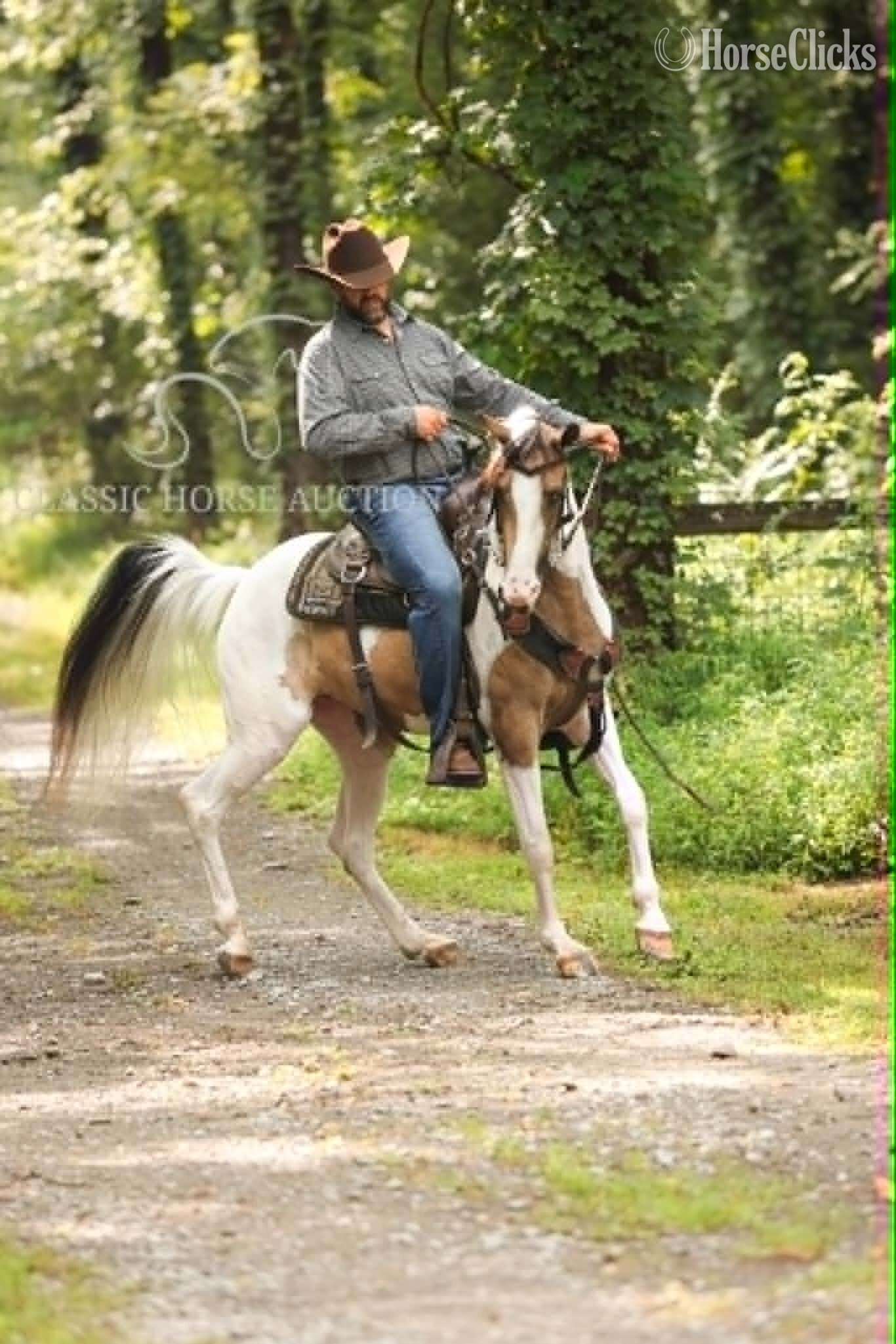 "ANAYA" Buckskin Mare Tennessee Walker - Tennessee Walker in Tennessee