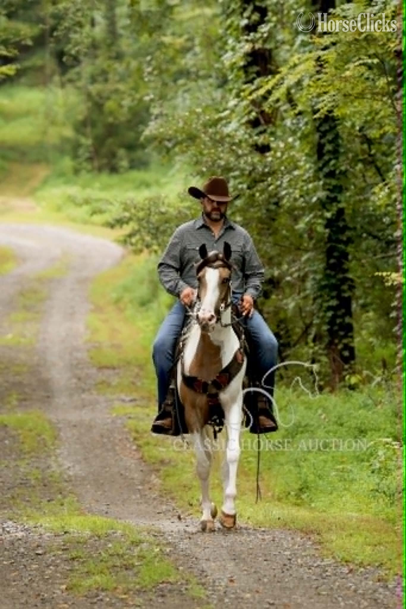 "ANAYA" Buckskin Mare Tennessee Walker - Tennessee Walker
