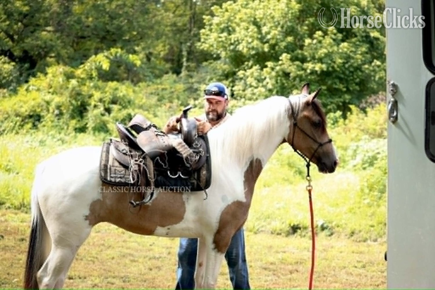 Tennessee Walker - "ANAYA" Buckskin Mare Tennessee Walker in Tennessee