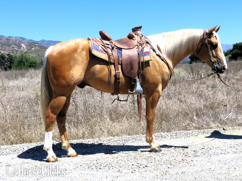 "JAK MR SUNBERRY 562" Palomino Gelding Quarter Horse in California