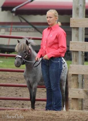 "Sophia and Tina"  Filly American Miniature - American Miniature in Wisconsin