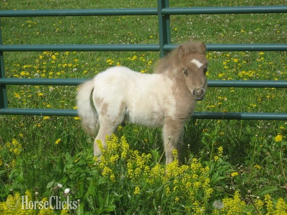 "Sophia and Tina"  Filly American Miniature - American Miniature