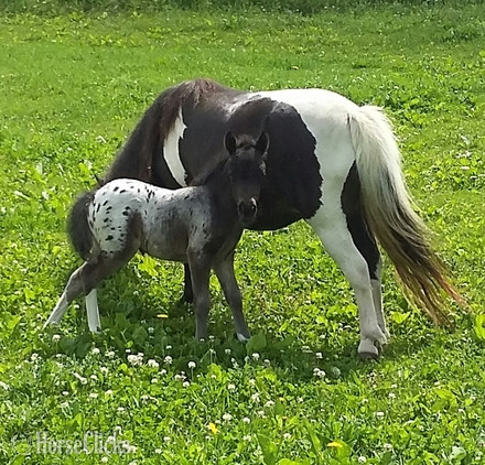 "Sophia and Tina"  Filly American Miniature Wisconsin