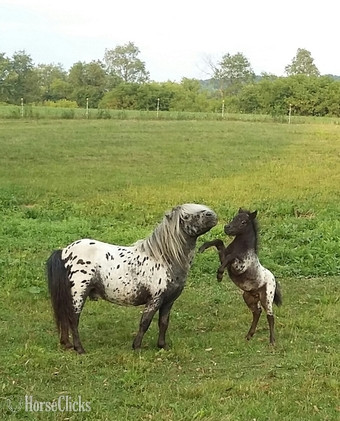 "Sophia and Tina"  Filly American Miniature in Wisconsin