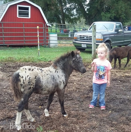 American Miniature - "Sophia and Tina"  Filly American Miniature