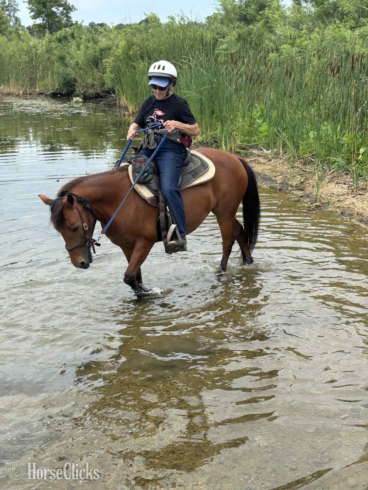 "Dasha" Bay Mare Pony in Illinois
