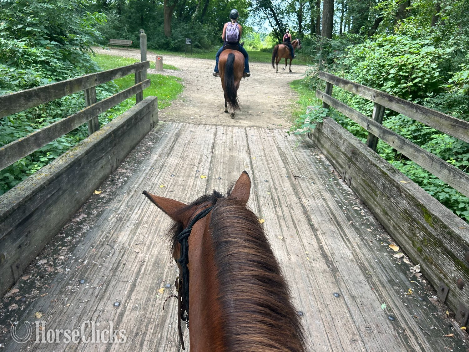 "Dasha" Bay Mare Pony