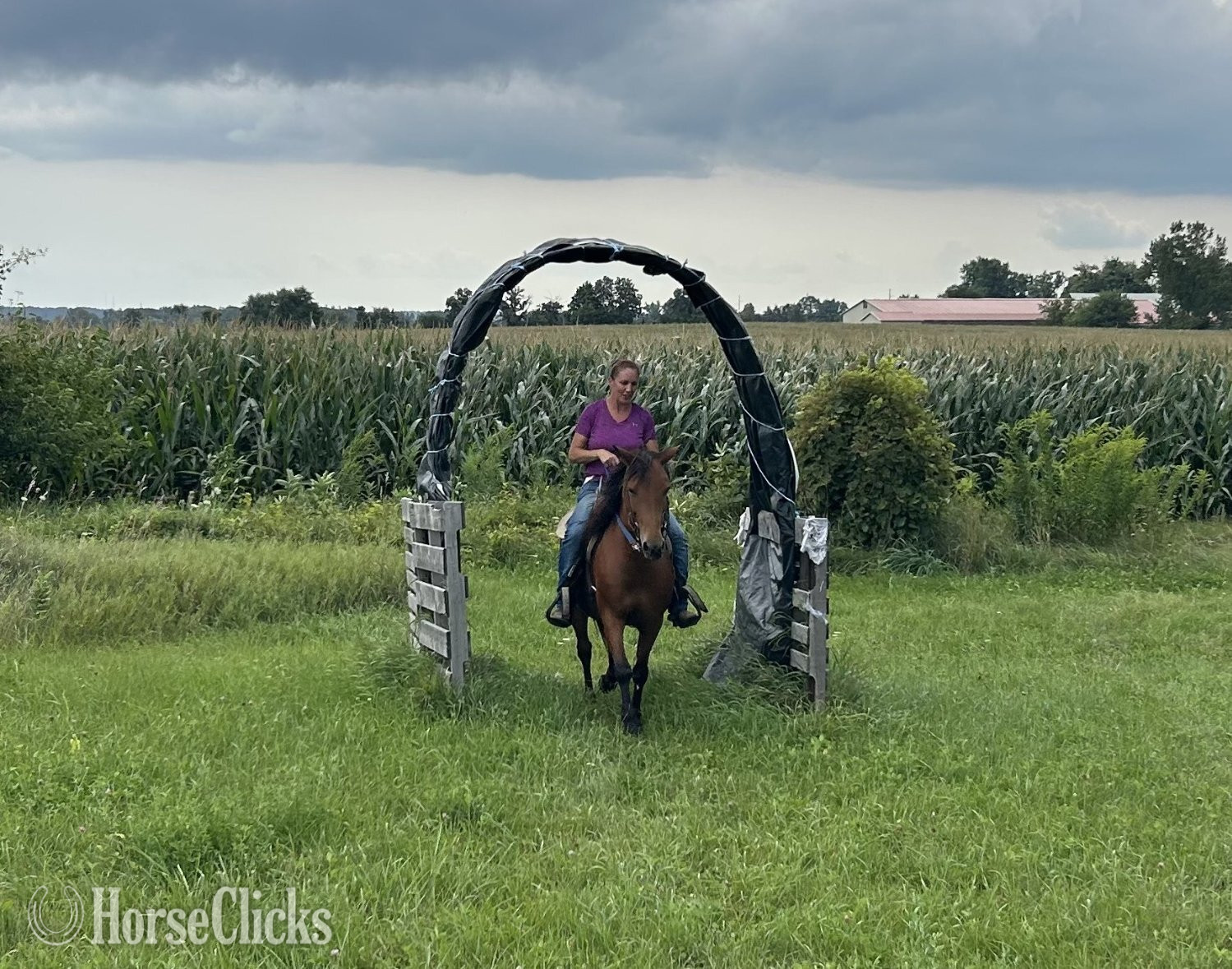 Illinois "Dasha" Bay Mare Pony