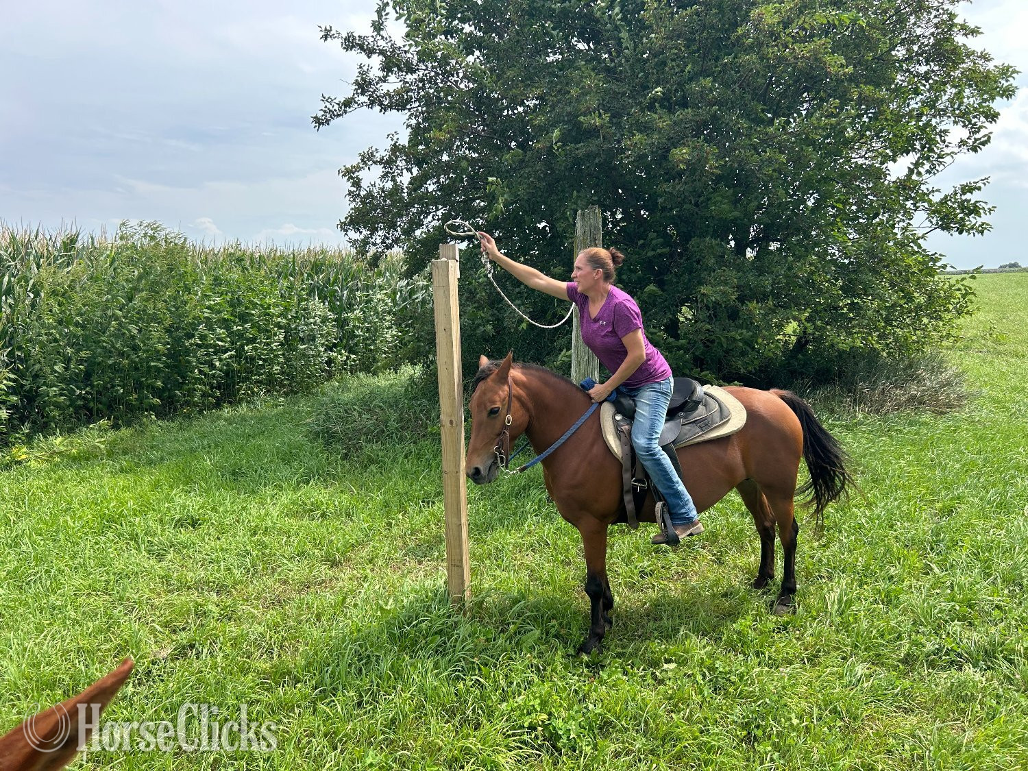 "Dasha" Bay Mare Pony - Pony in Illinois