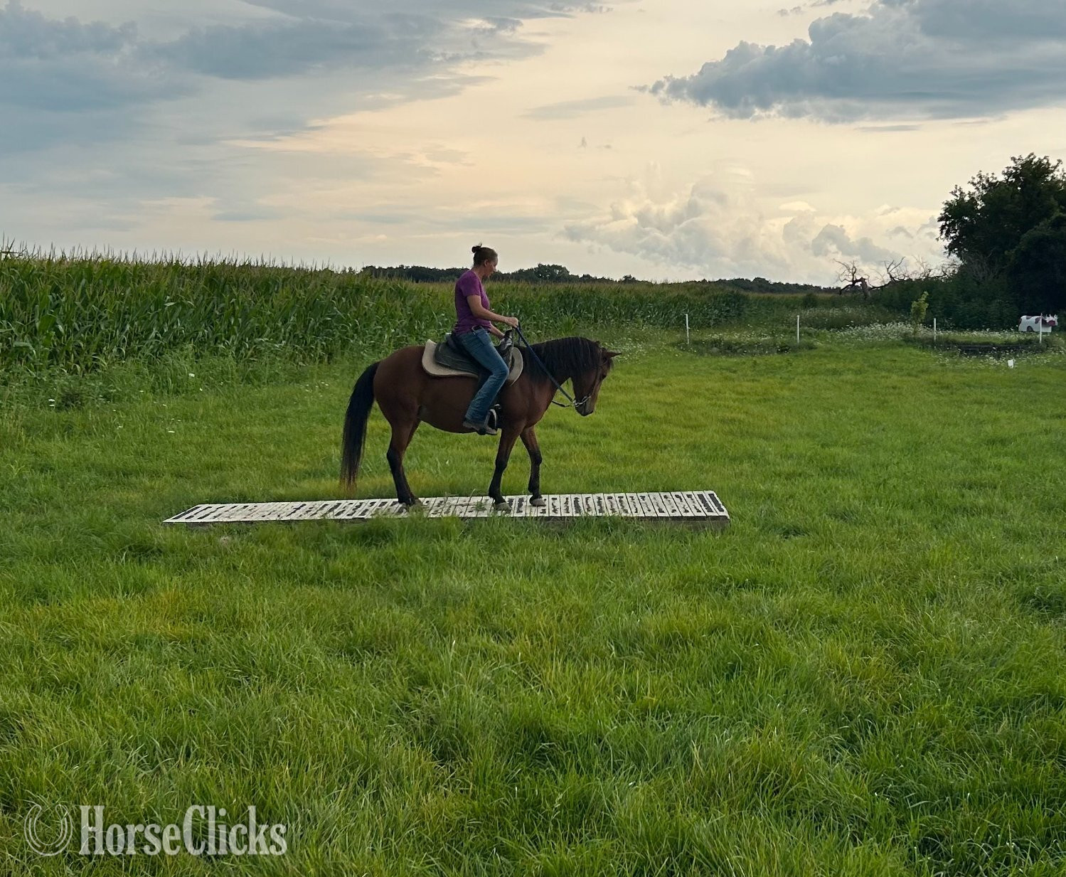 "Dasha" Bay Mare Pony - Pony