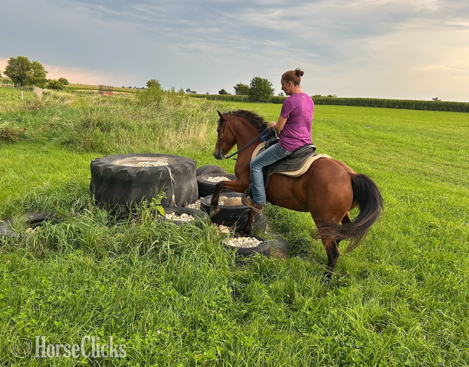 "Dasha" Bay Mare Pony Illinois
