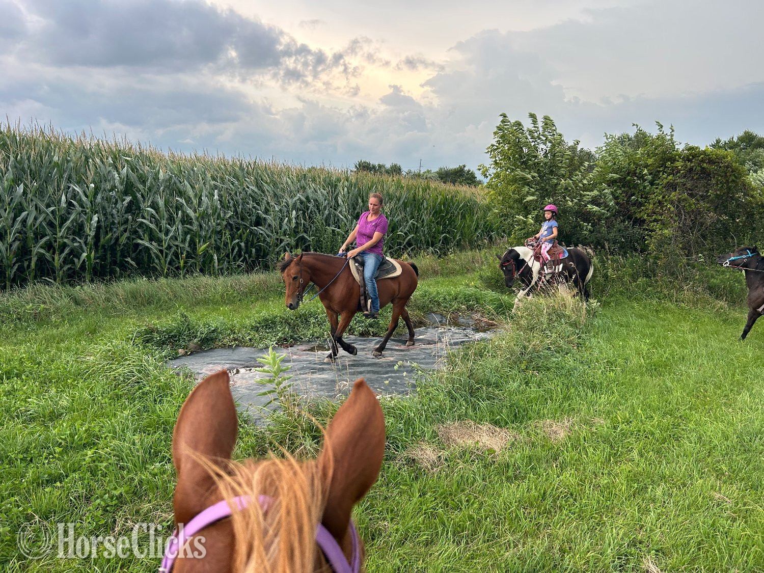 Pony - "Dasha" Bay Mare Pony in Illinois