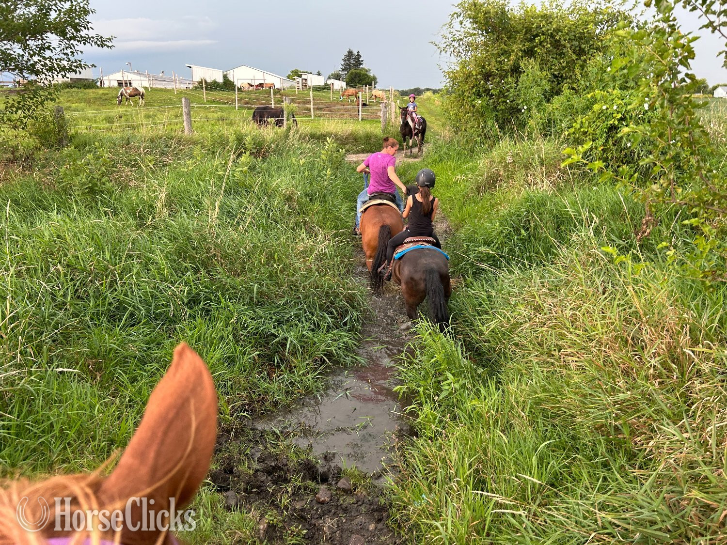 Pony - "Dasha" Bay Mare Pony