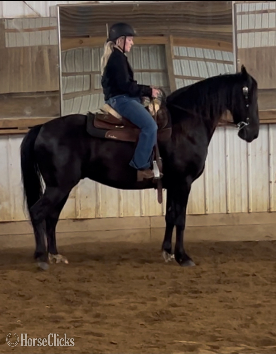 "Tuxedo" Black Gelding Tennessee Walker in Ohio