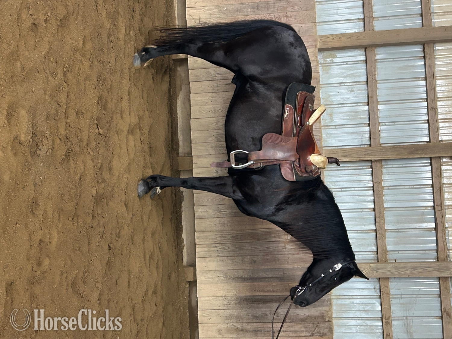 "Tuxedo" Black Gelding Tennessee Walker