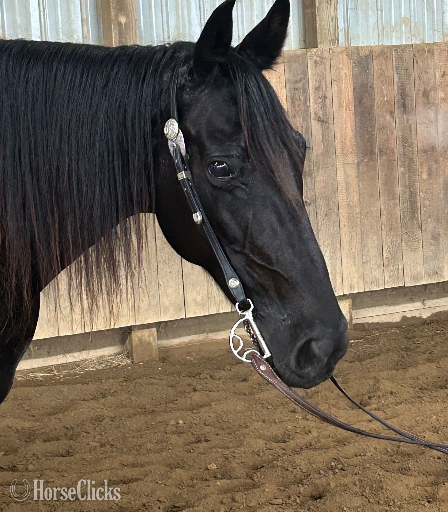 "Tuxedo" Black Gelding Tennessee Walker - Tennessee Walker in Ohio