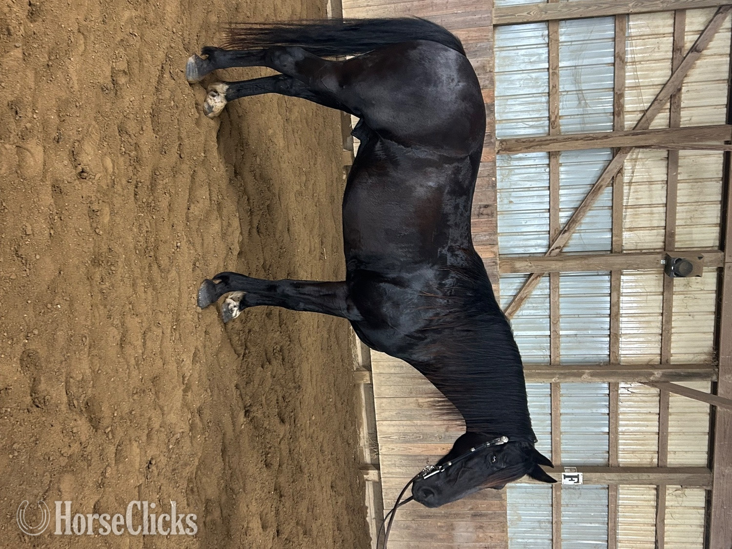 "Tuxedo" Black Gelding Tennessee Walker - Tennessee Walker