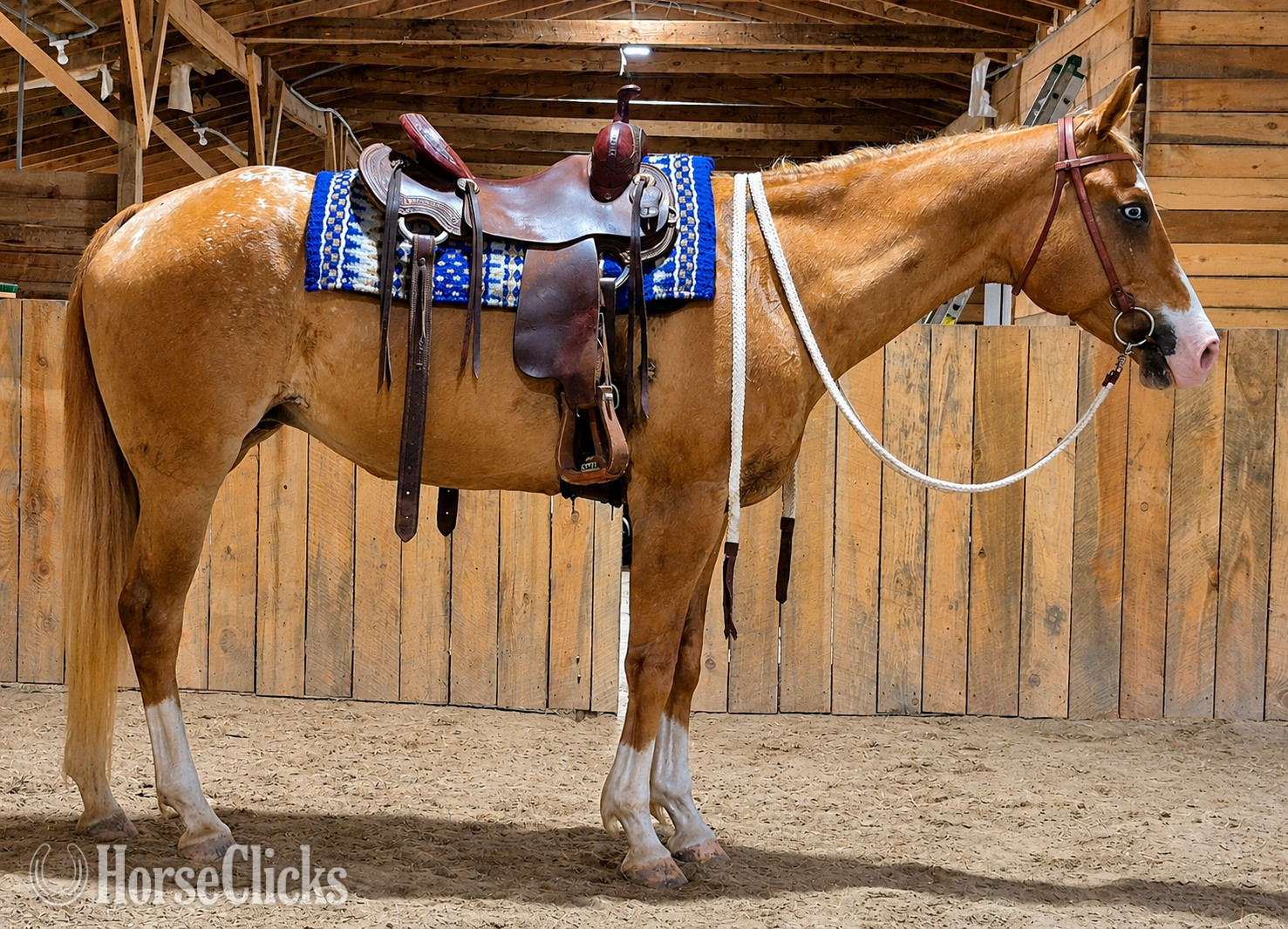"Sky" Red Dun Mare Appaloosa in North Carolina