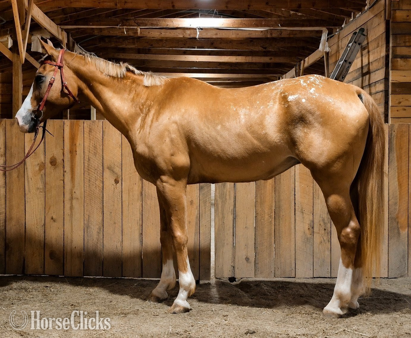 "Sky" Red Dun Mare Appaloosa