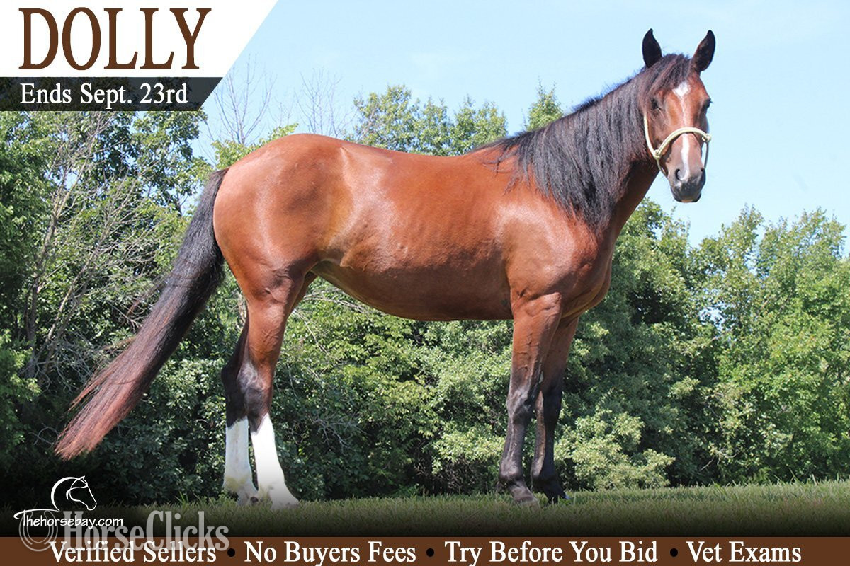 "Dolly" Bay Mare Quarter Pony in Missouri