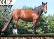 "Dolly" Bay Mare Quarter Pony