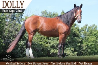 "Dolly" Bay Mare Quarter Pony