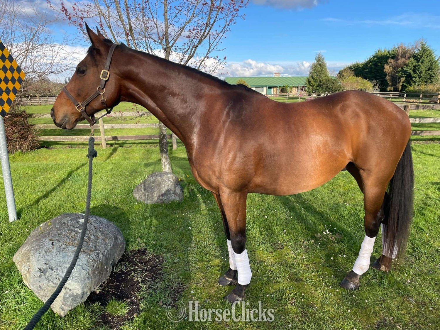 "Flatten" Bay Gelding Thoroughbred