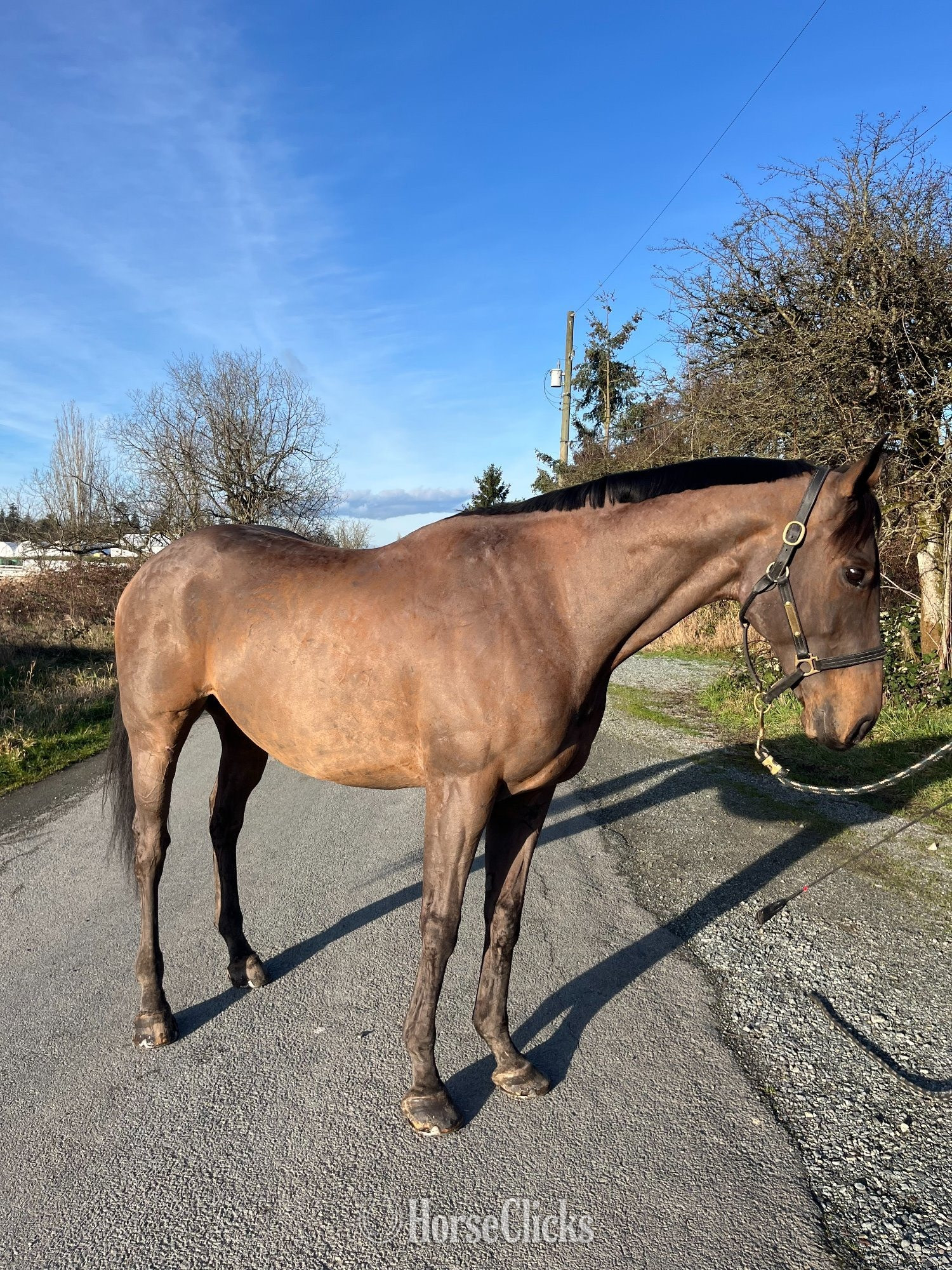 British Columbia "Flatten" Bay Gelding Thoroughbred