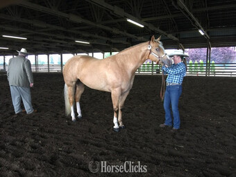 "Jewlez " Palomino Mare Quarter Horse