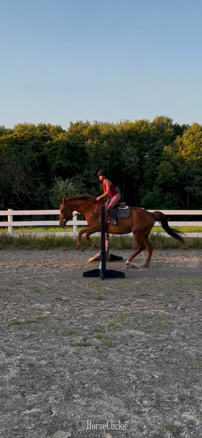 "City Wide aka Taki " Chestnut Gelding Thoroughbred - Thoroughbred in Pennsylvania