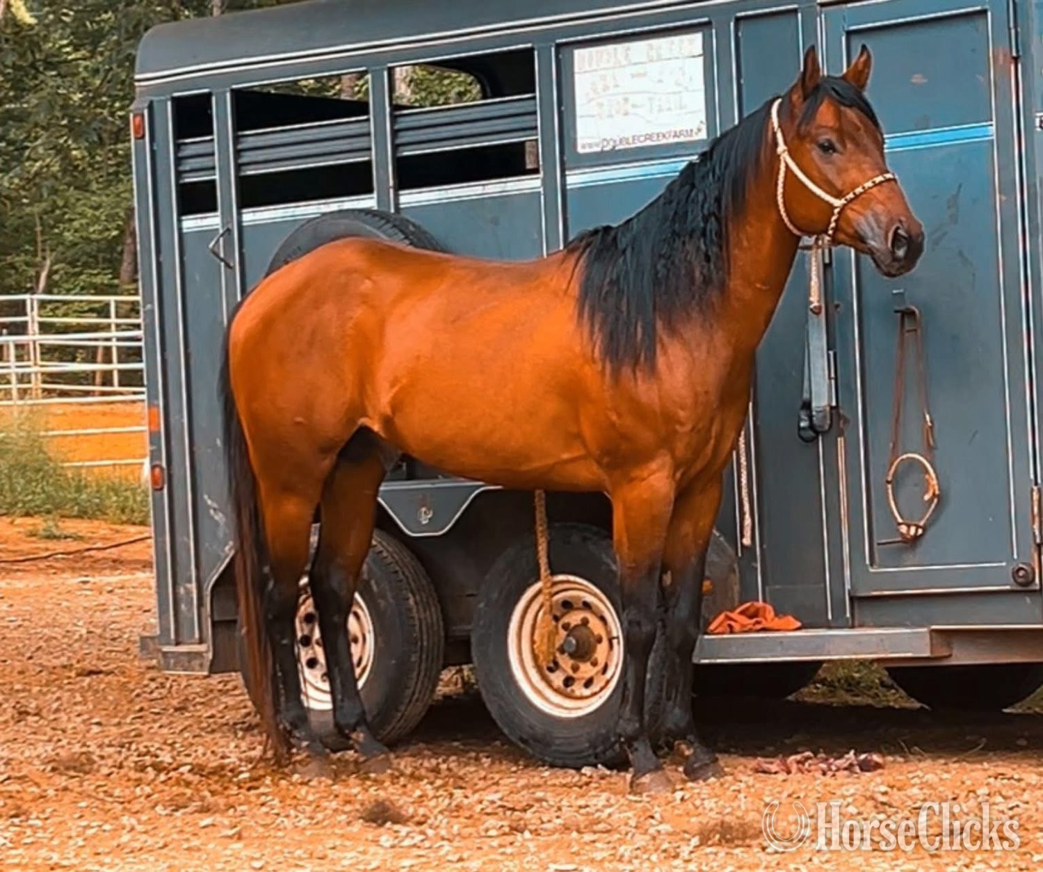 "Charlie Brownie" Bay Stallion Quarter Horse in North Carolina