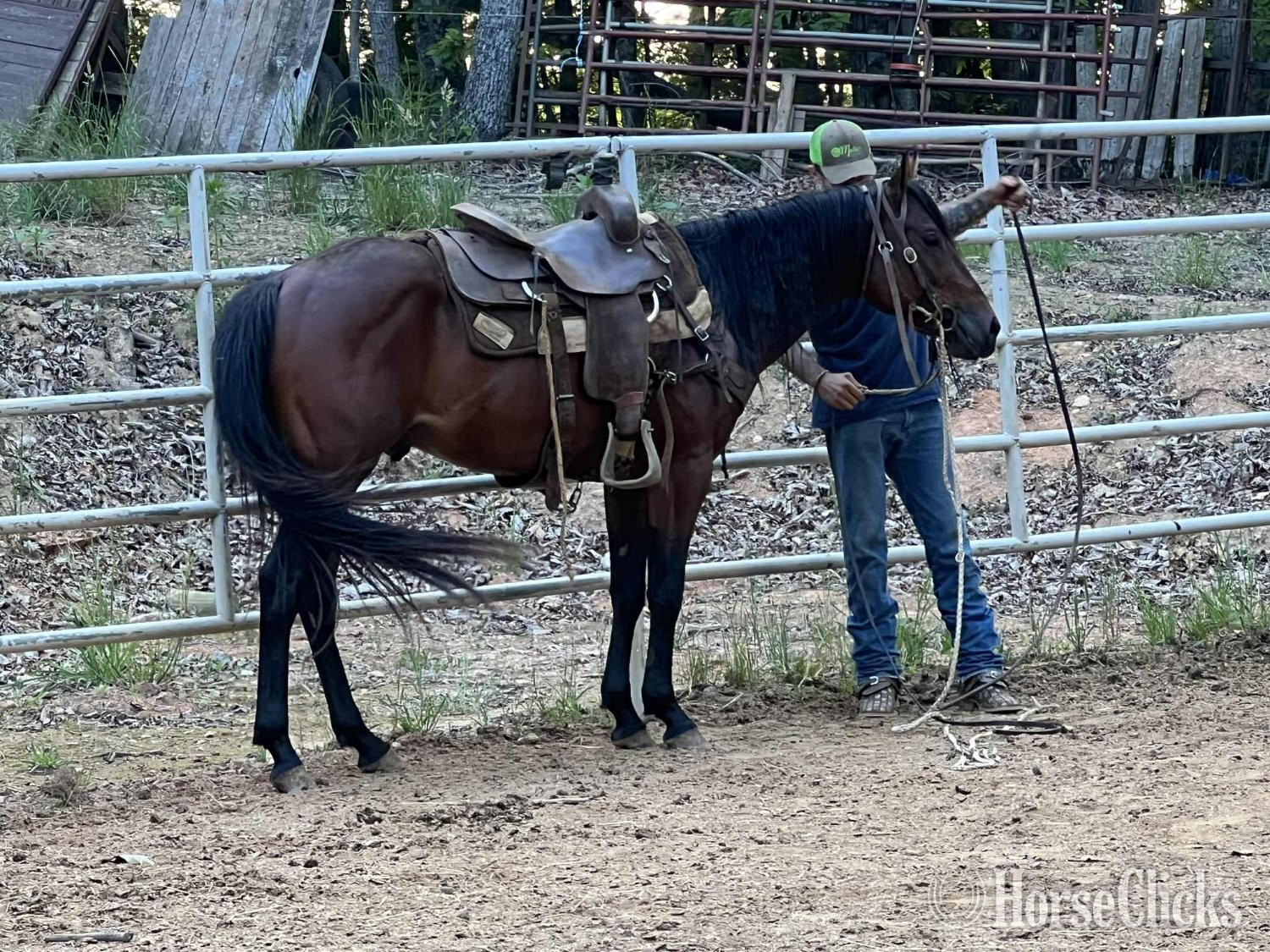"Charlie Brownie" Bay Stallion Quarter Horse
