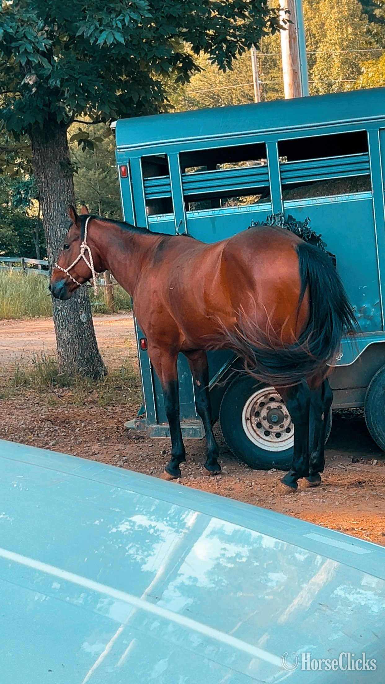 North Carolina "Charlie Brownie" Bay Stallion Quarter Horse