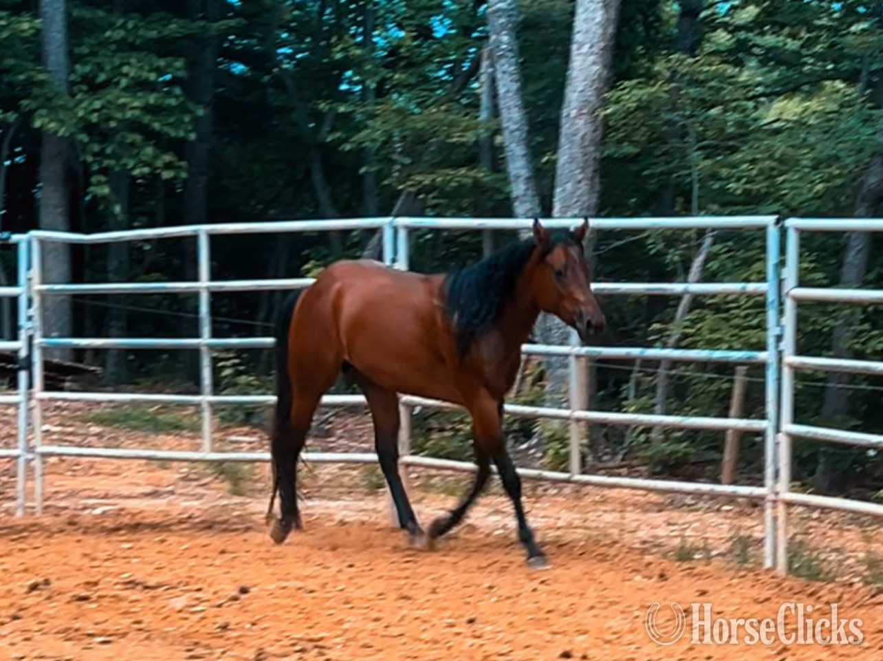 "Charlie Brownie" Bay Stallion Quarter Horse - Quarter Horse in North Carolina