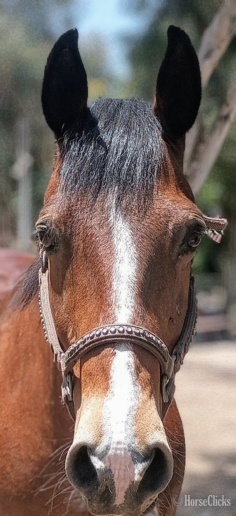 "Wanted"  Mare Quarter Horse in California